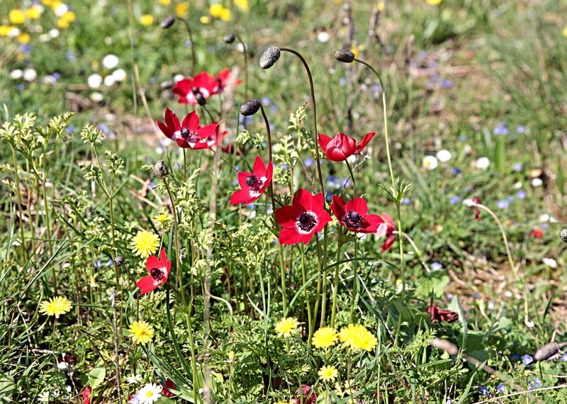 Wildflower Elegance